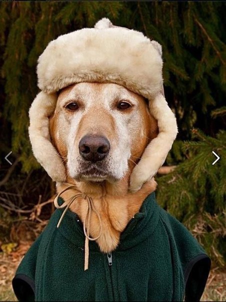 Живность из сети