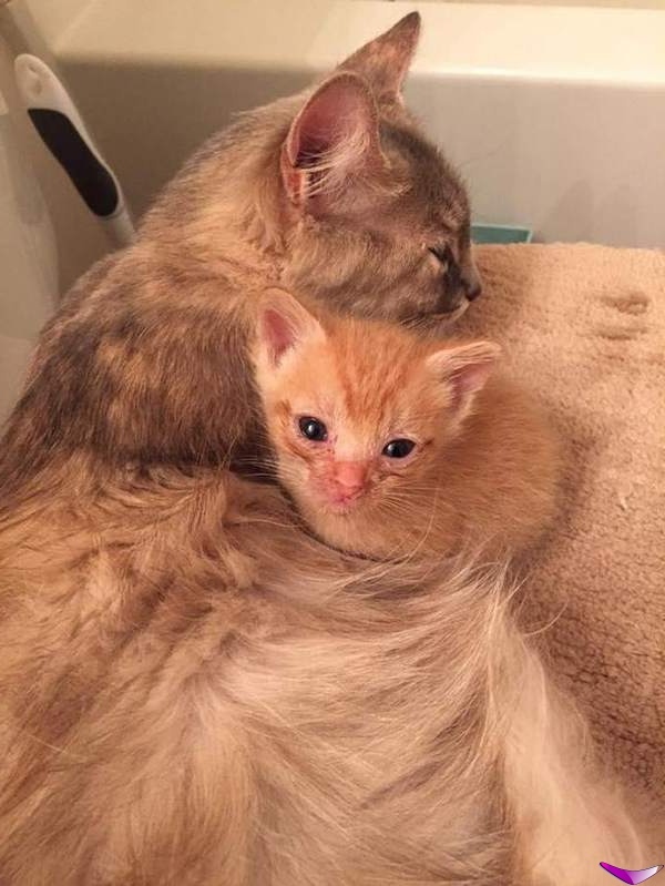Котофеев пост