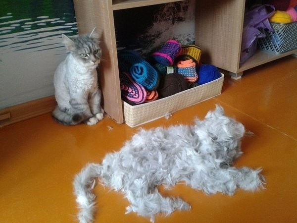 Котики