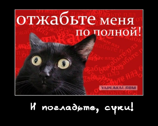 Киса хочет жабы
