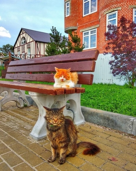 Эти забавные животные