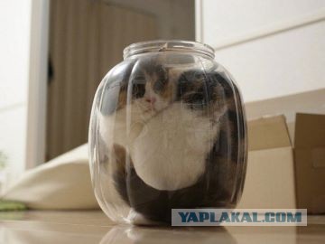Сын Никаса Сафронова пожаловался, что стюардессы при его появлении закрывают туалеты