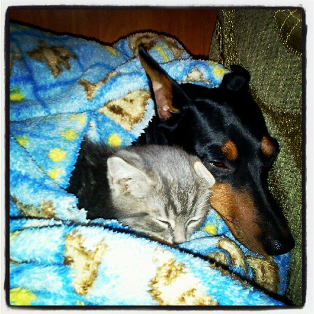 Подъездные коты