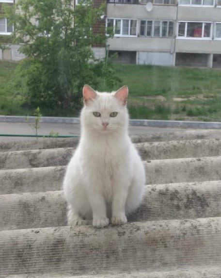 Подборка всякой живности