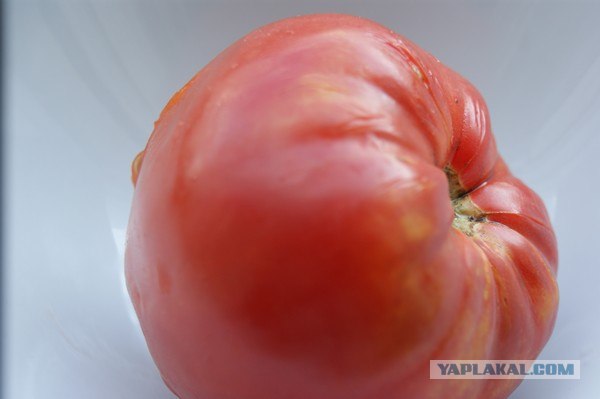 Картофельная запеканка