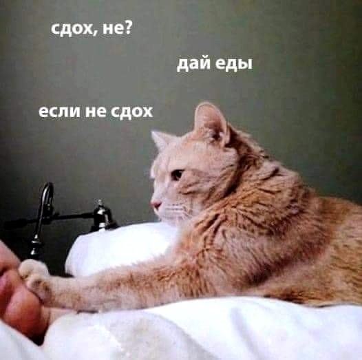 Весёлый полтишок 02.11