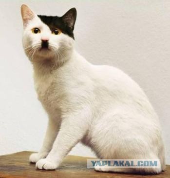 Котики не имеют национальности!!