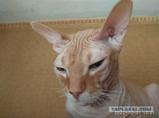 Вторник, ваши коты и кошки в студию