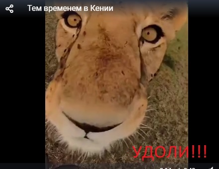 Тем временем в Кении