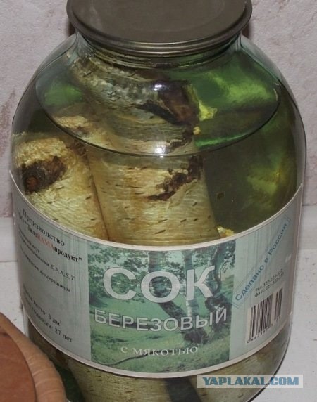 Законный сбор берёзового сока