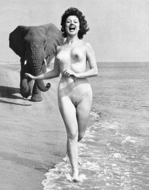 Слоненок впервые попробовал море