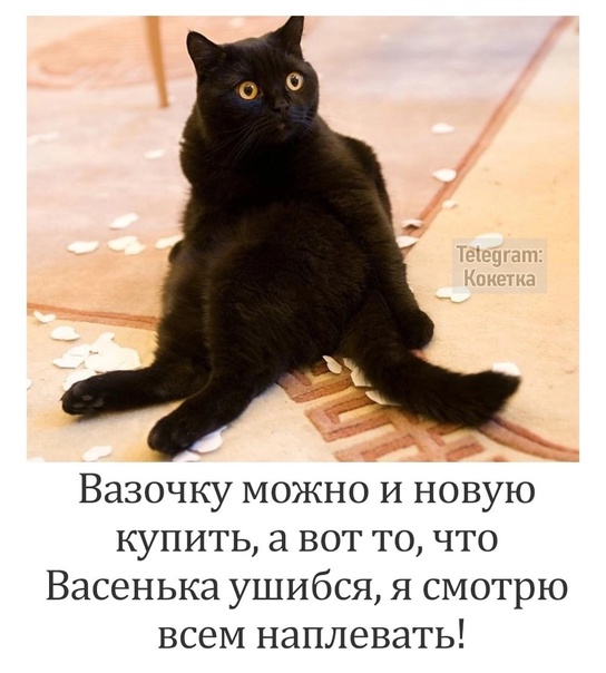 Понаставят хлама, коту пройти негде