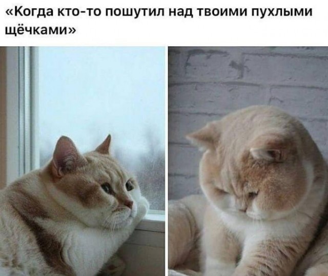 К котовторнику: подборка картинок-баянов с котиками и про котиков. Выпуск 11