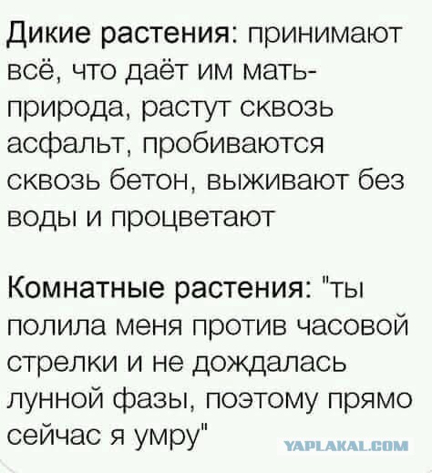 Веселое настроение в картинках (28.09.2025)