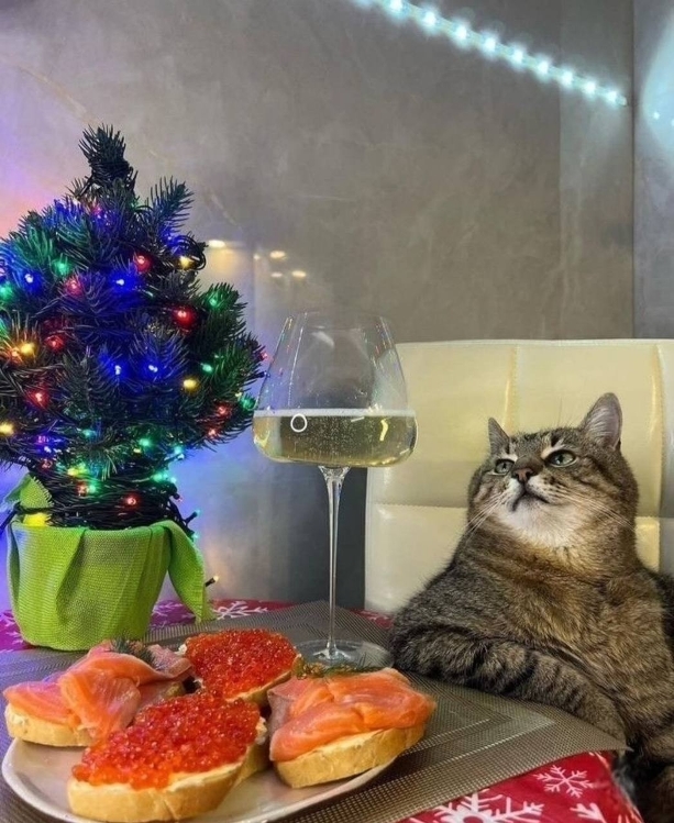 Праздничных красивых фото котов тред