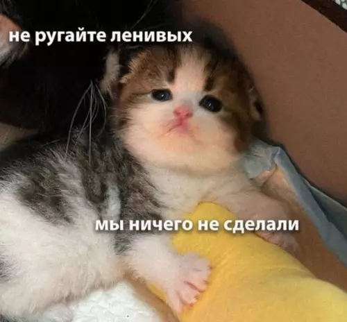 Так себе картинки 22.02.26
