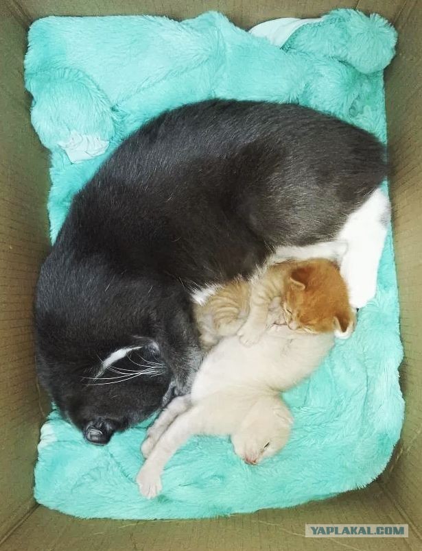 Наши коты