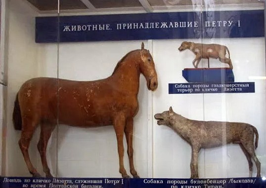 Таксидермия - это состояние души