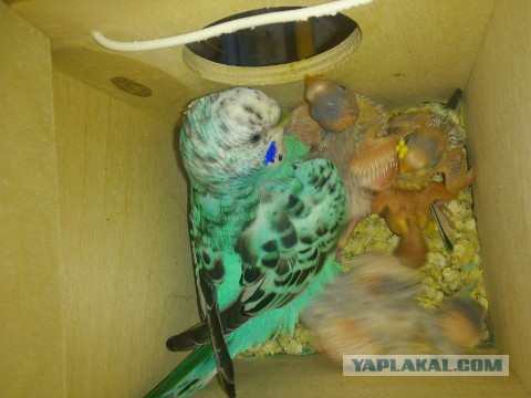 Как я попуганов размножала