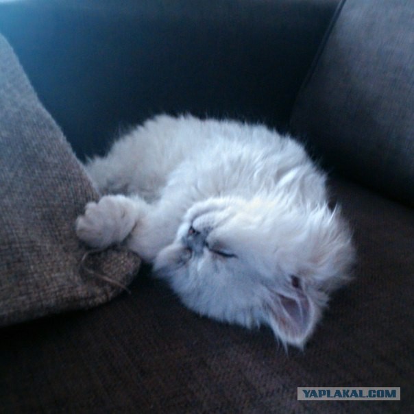 Котовторник 22.04.2014