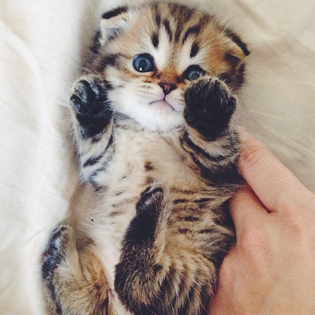 С Котовторником!