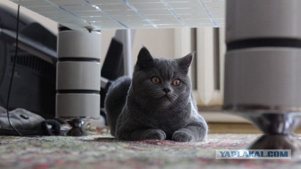 Котовторник 27.5.2014