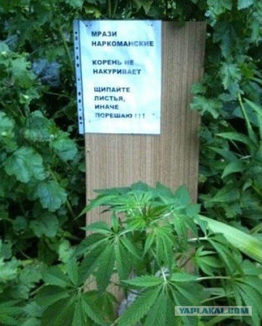 Комменты из соцсетей