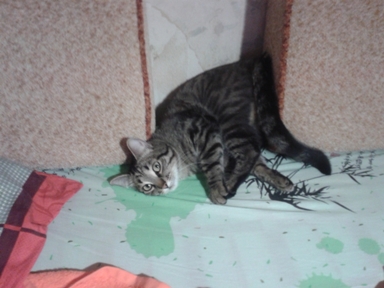 Котовторник  08.07.2014
