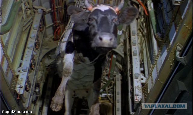 Корова в Запорожце )