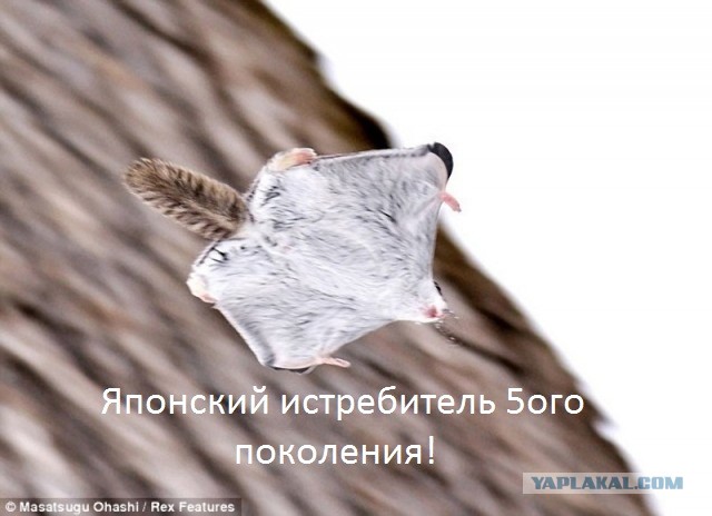 Сибирская белка-летяга