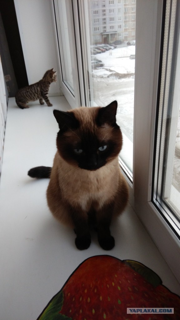 Котовторник 25.11.2014