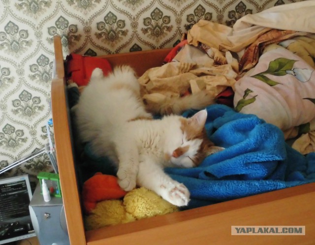 Наши животные