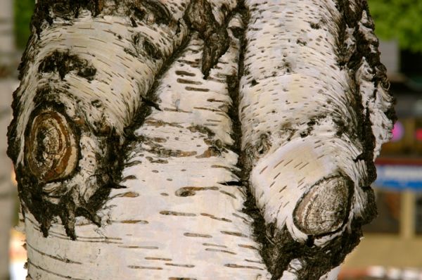 Вековой стояк