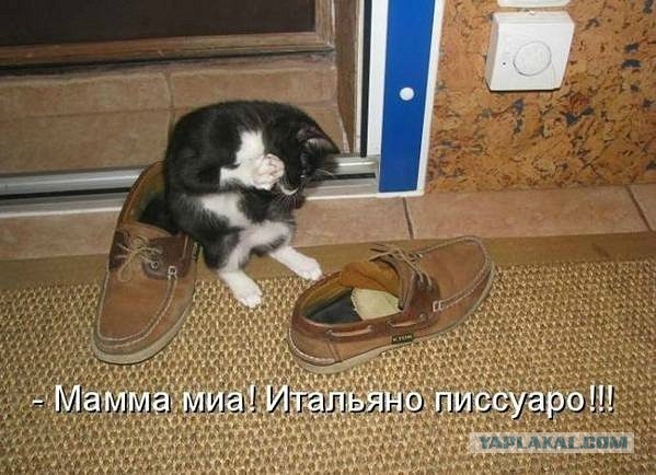Веселое из сети