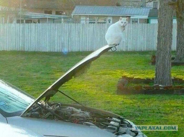 Подборка автоприколов