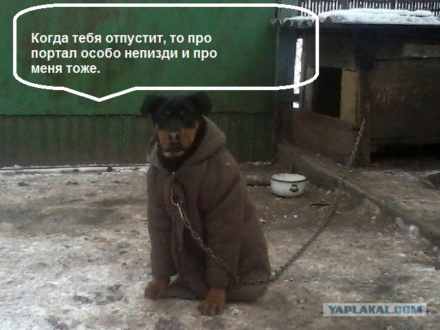 Ну холод же собачий! А в тулупчике тепло