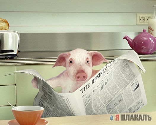 ХРЮШКИ. Уголок Пятачка, кабаны, свиньи