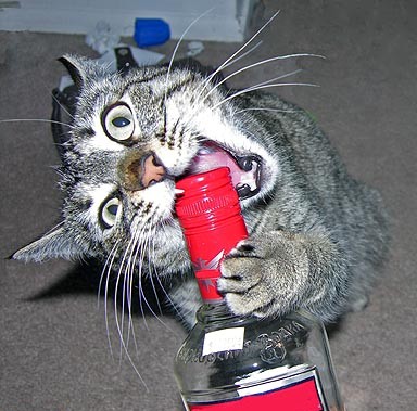 Коты, кошки, котята