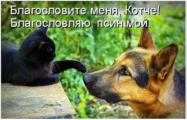 40 улыбательных картинок