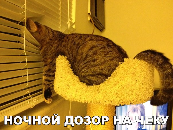 Мохнатые беспредельщики