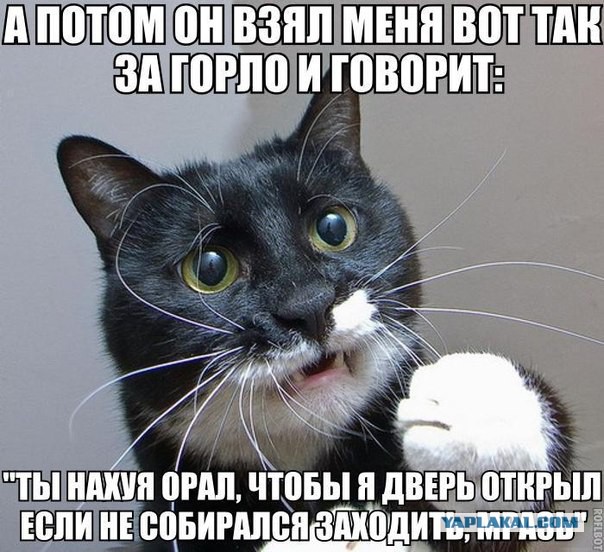 Юкка: уход и размножение