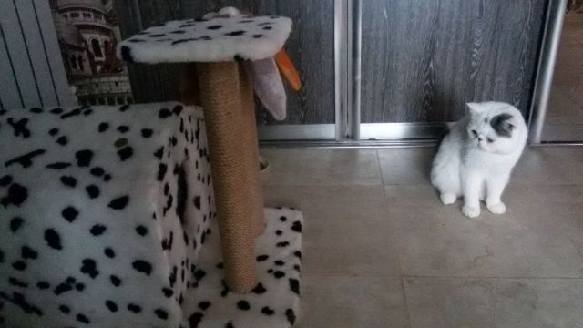 Котовторник 09.08.2016