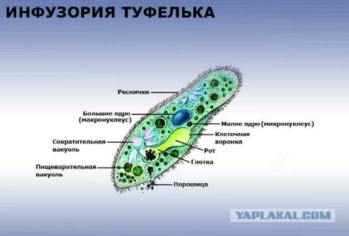 Эволюция предметов быта