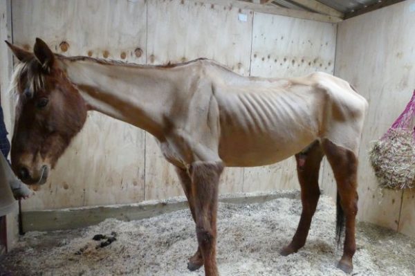 Жительницу Великобритании затравили в соцсетях за издевательства над лошадью