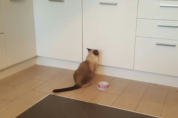 Коты из сети