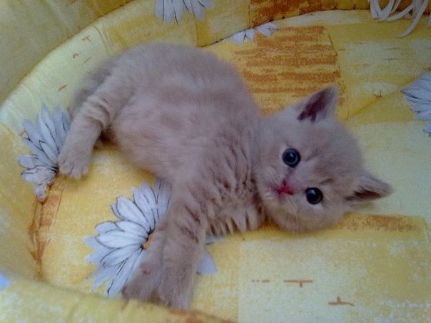 Коты из сети