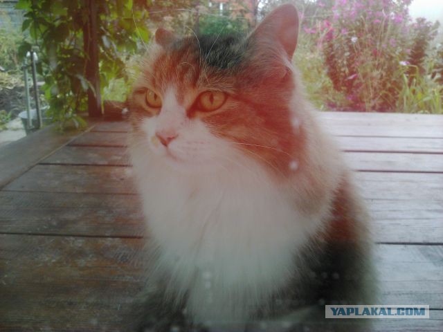 Коты и Кошки