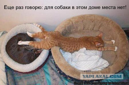Котовторник 16.05.2017