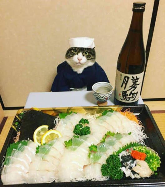Прикольных котов пост