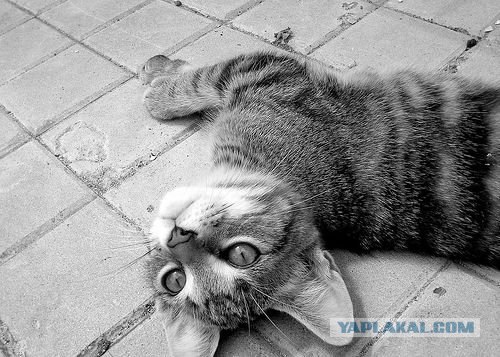 Котовторник на ЯПлакалъ (15.07.2008)